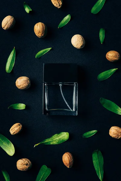 Top view of bottle of perfume with green leaves and walnuts around on black — Stock Photo