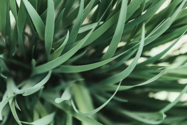Full frame image of grass background — Stock Photo
