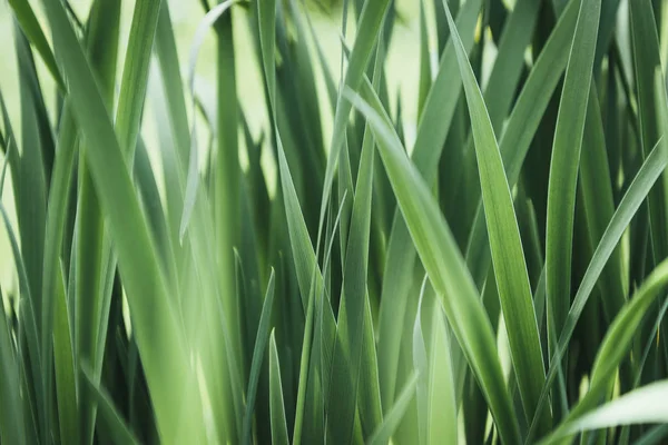 Vollbild-Bild von Gras Hintergrund — Stockfoto