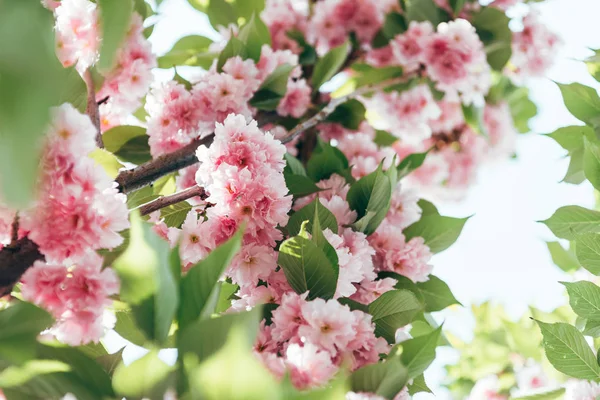 Closeup shot of sakura flowers with leaves on branch — Stock Photo