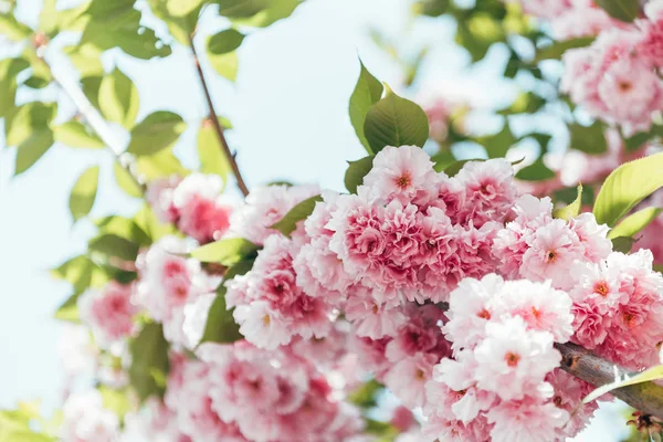 Closeup shot of pink sakura bloom with leaves on branch — Stock Photo