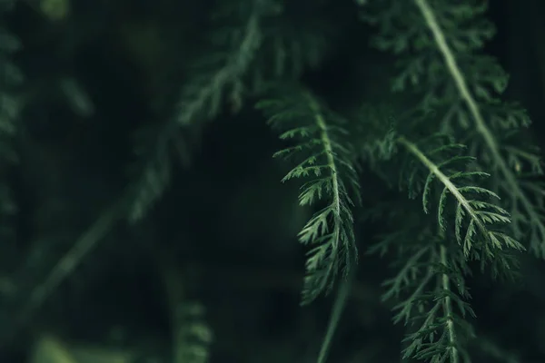 Full frame image of green leaves background — Stock Photo