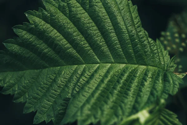 Imagen de marco completo de fondo de hoja de avellana verde - foto de stock