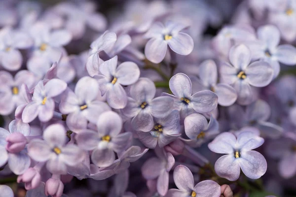 Image plein cadre de fond lilas violet fleur — Photo de stock