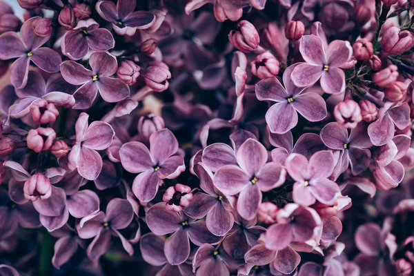 Full frame image of violet lilac texture — Stock Photo