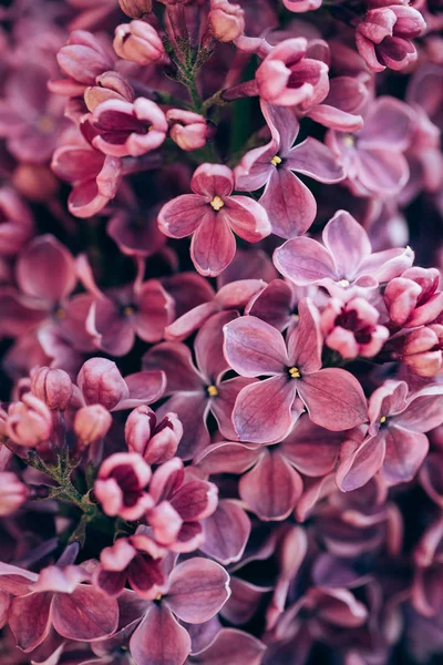 Image plein cadre de fond lilas violet — Photo de stock