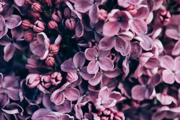 Immagine cornice piena di viola fiori lilla sfondo — Foto stock