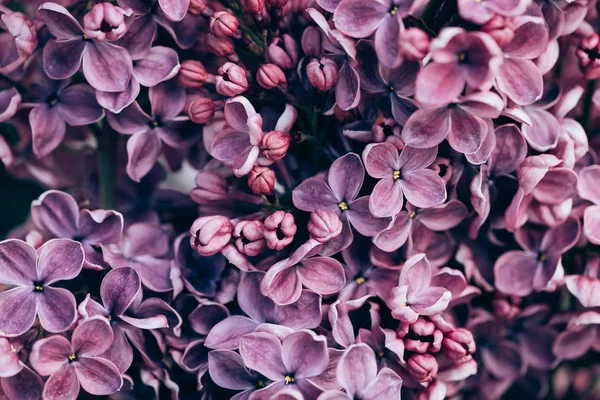 Imagen de marco completo de flores violeta lila fondo - foto de stock