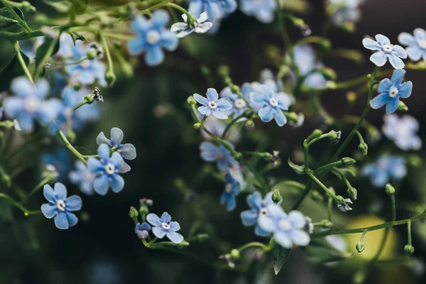 Closeup view of forget-me-nots on blurred background — Stock Photo