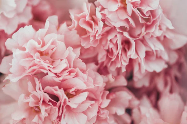 Full frame image of pink sakura bloom texture — Stock Photo