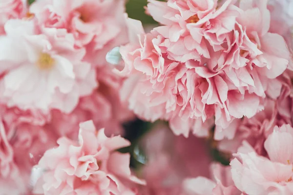 Imagen de marco completo de flores de sakura rosa fondo - foto de stock