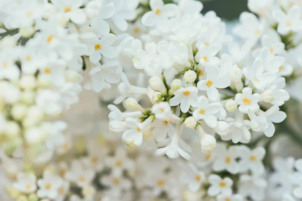 Full frame image of white lilac background — Stock Photo