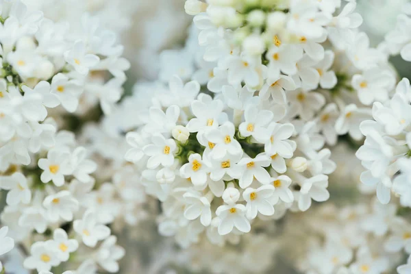 Full frame image of white lilac bloom background — Stock Photo