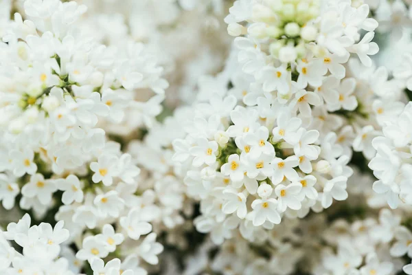 Full frame image of white lilac flowers background — Stock Photo