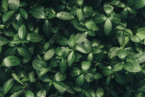 Imagen de marco completo de hojas verdes de fondo - foto de stock