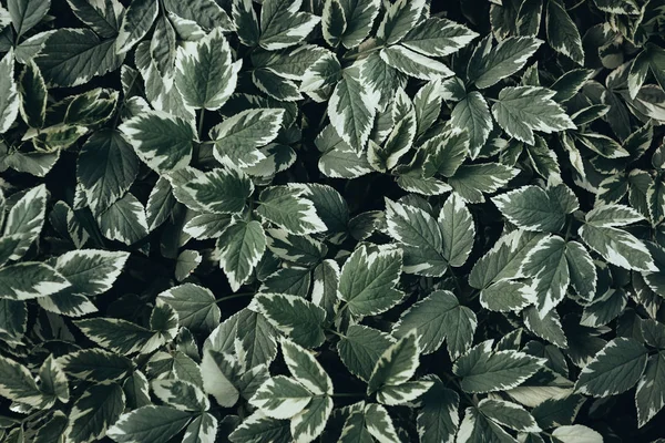 Full frame image of green plant leaves background — Stock Photo