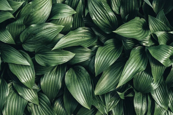Imagen de marco completo de Hosta hojas de fondo - foto de stock