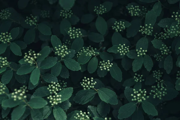 Full frame image of green leaves and white flowers background — Stock Photo