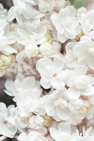 Image plein cadre du fond lilas éponge blanc — Photo de stock