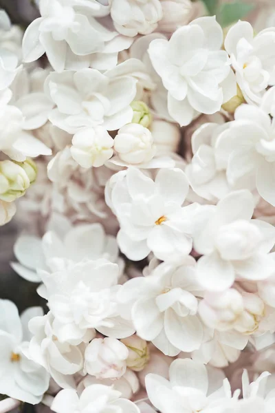 Full frame image of white terry lilac background — Stock Photo