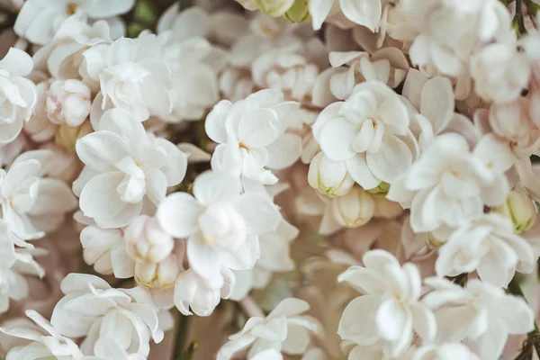 Full frame image of white lilac background — Stock Photo