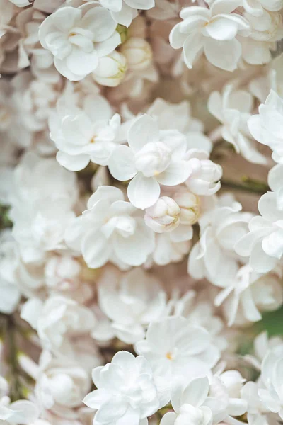 Full frame image of white terry lilac background — Stock Photo