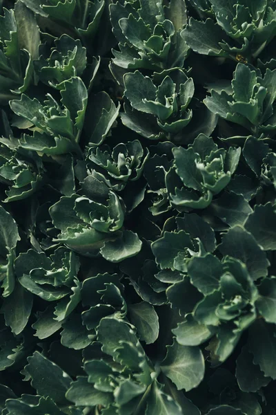 Full frame image of green succulents leaves background — Stock Photo