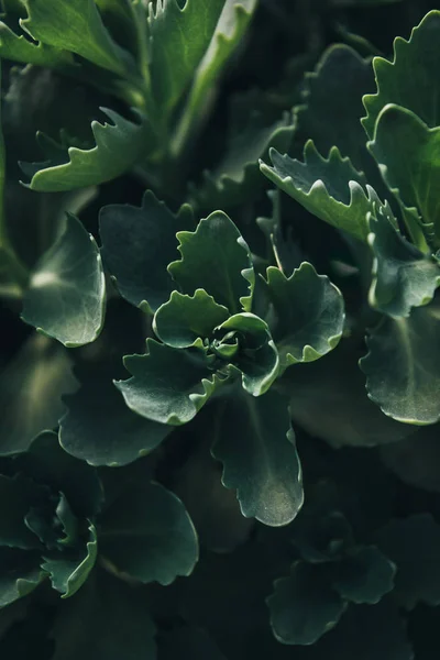 Image plein cadre des feuilles succulentes fond — Photo de stock