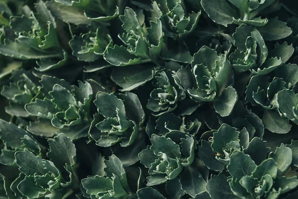 Full frame image of succulents leaves background — Stock Photo