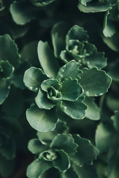 Close up shot of green succulents leaves — Stock Photo