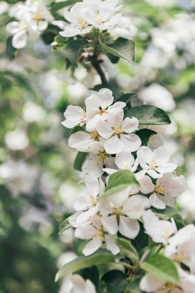 Vista de perto de flores de macieira com folhas — Fotografia de Stock