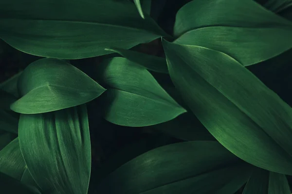 Imagen de marco completo de hojas de plantas de fondo - foto de stock
