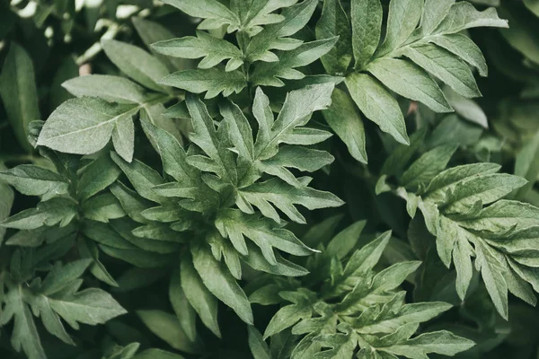 Vollständiges Bild von grünen Blättern Hintergrund — Stockfoto