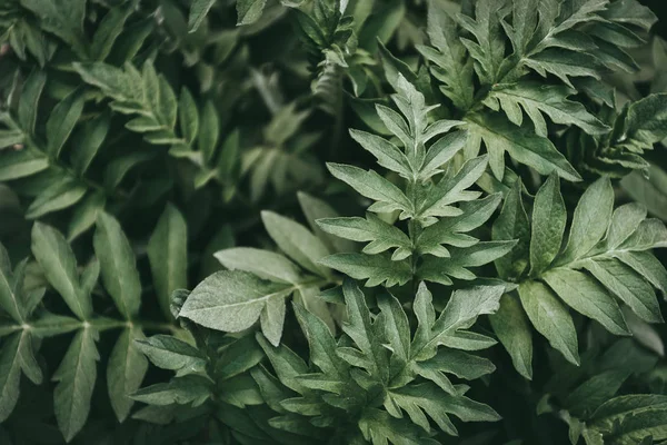 Full frame image of green leaves background — Stock Photo