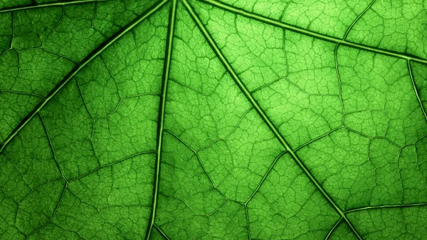 Close-up de uma folha — Fotografia de Stock