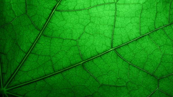 Close-up of a leaf — Stock Photo, Image