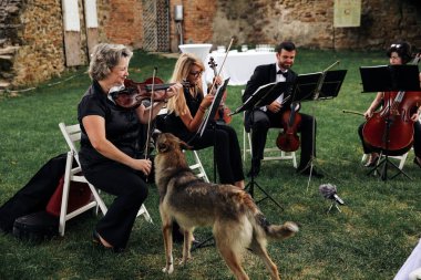 Rivne / Ukrayna - 07 / 15 / 2018 - Bir köpek bağlanma dörtlüsüne yaklaştı