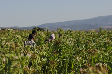 Çiftçiler bir tütün tesisi, Anadolu, Türkiye'de çalışma