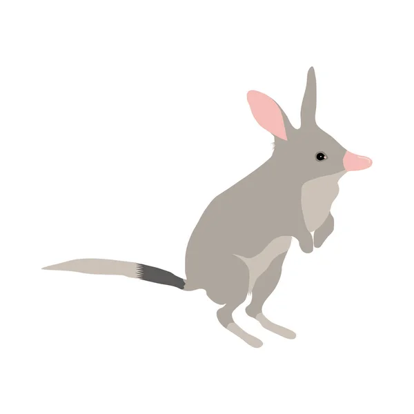 Bilby 일러스트 — 스톡 벡터