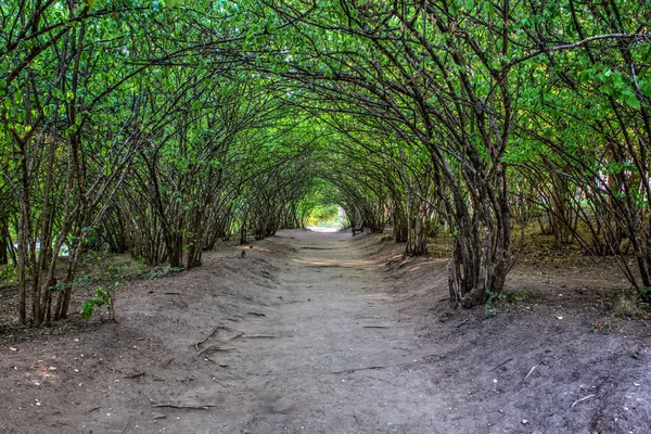 Alley in stadspark Rechtenvrije Stockafbeeldingen