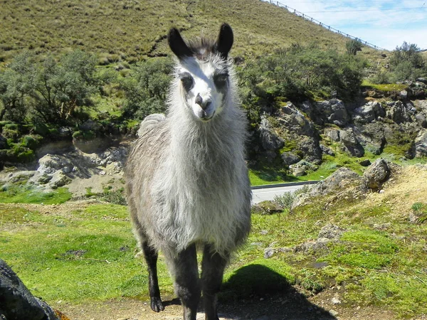 Lama Dívá Kameru Národní Park Cajas Andská Vysočina Ekvádoru — Stock fotografie