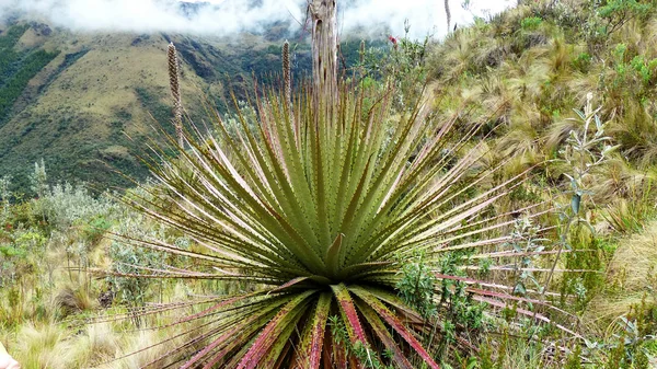 Planta Paramo Puya Clava Herculis Parque Nacional Cajas Provincia Azuay — Foto de Stock