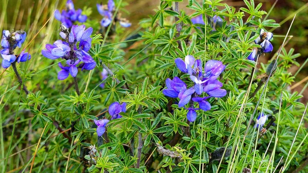 Fioritura Lupino Lupine Fiori Trovati Erba Pramo Nel Parco Nazionale — Foto Stock