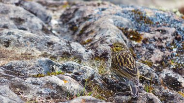 Tesisatçı Sierra-Finch. Bir kadın. Bu ispinoz, And Dağları 'nda Venezuela' dan Arjantin 'in en güneyindeki açık alanlarda genellikle 3000 metre yükseklikte bulunur.