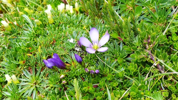 Fiore Gentianella Cerastioides Piccole Erbe Fino Altezza Volte Formando Piccoli — Foto Stock