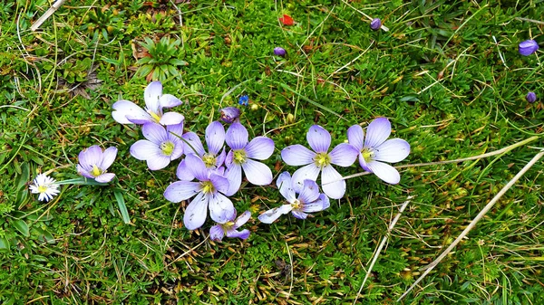 Flor Gentianella Cerastioides Pequeñas Hierbas Hasta Altura Veces Formando Pequeños — Foto de Stock