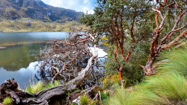Toreadora Gölü Kağıt Ağaçları Veya Ulusal Park Cajas Andean Highlands — Stok fotoğraf