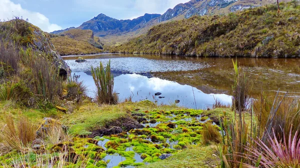 Toreadora Dağı Lagün Ulusal Park Cajas Andean Highlands Ekvador Yosun — Stok fotoğraf