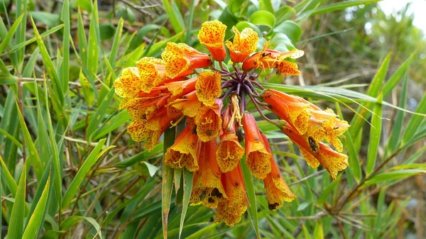 Belle Fleur Orange Bomarea Dans Nature Sauvage Pourrait Être Trouvé — Photo