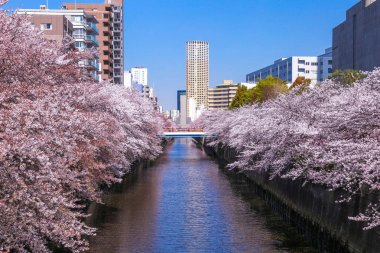 Meguro Canel